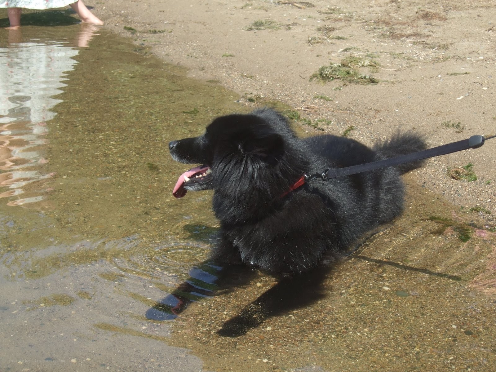 Black dog in shallow water