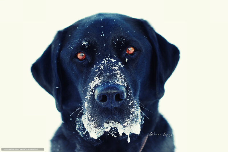 black dog in snow