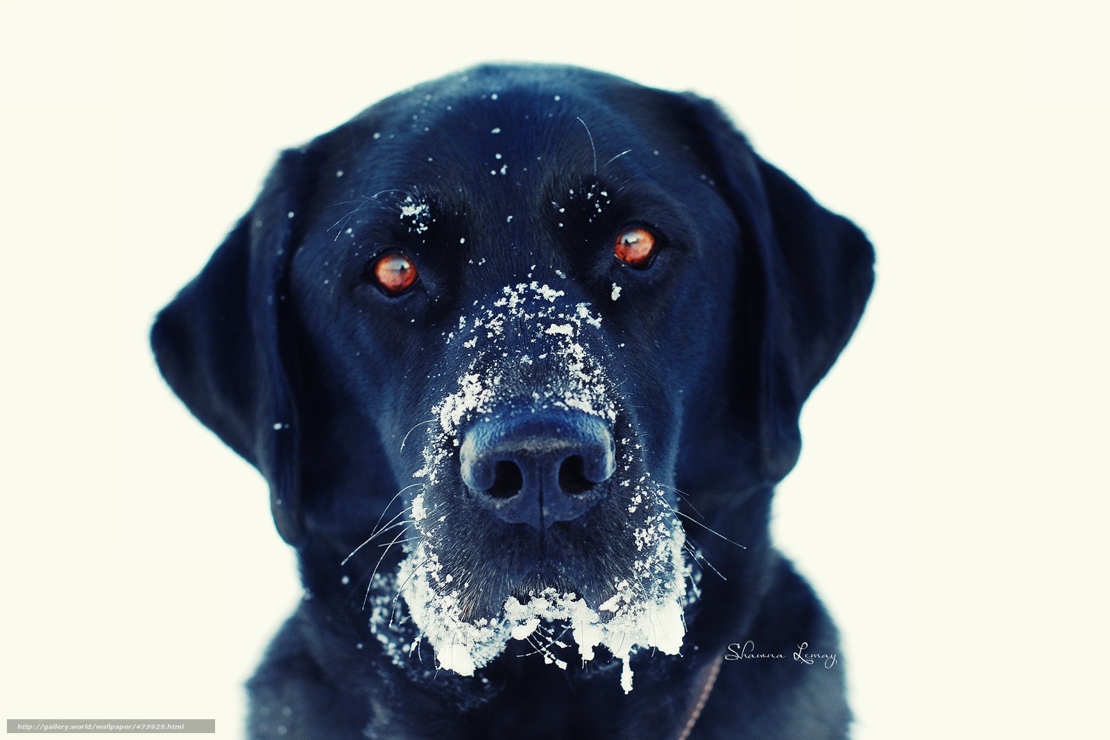 black dog in snow