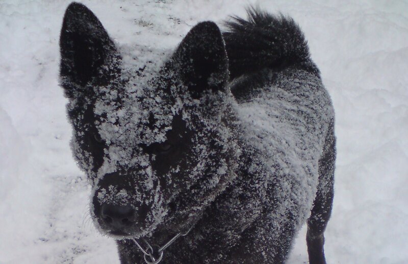 black dog in snow