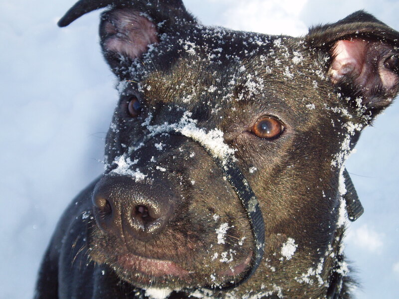 Black Dog in Snow — Calm