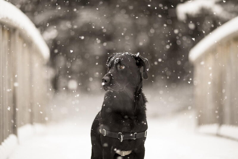 Black Dog in Snow — Calm, Winter, Photograph