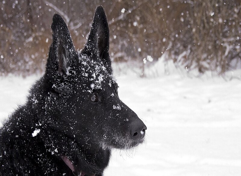 Black Dog in Snow — Calm, Winter, Photograph, Trees