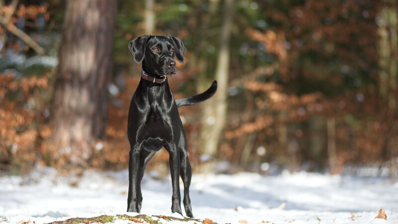 Black Dog in Snow — Calm, Winter