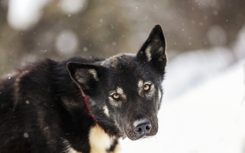 Black Dog in Snow — Cold