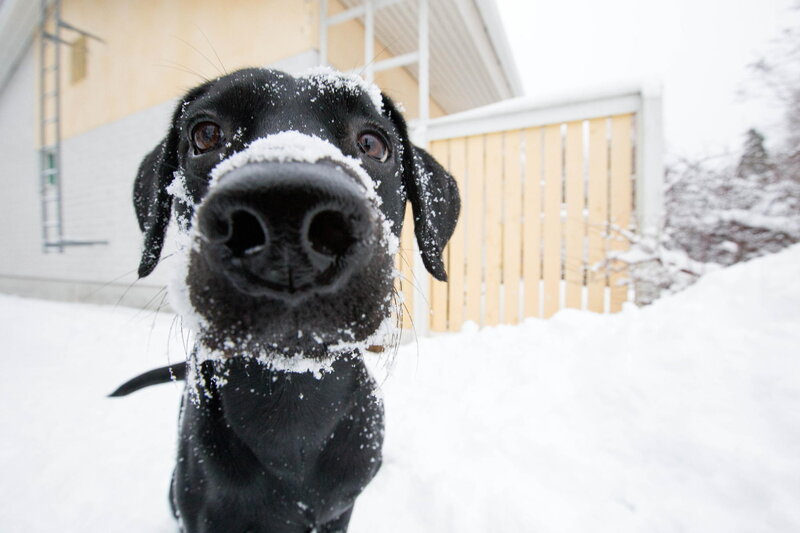 Black Dog in Snow — Cold, Winter