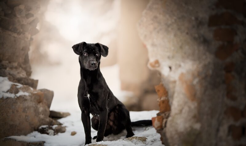 Black Dog in Snow — Dramatic