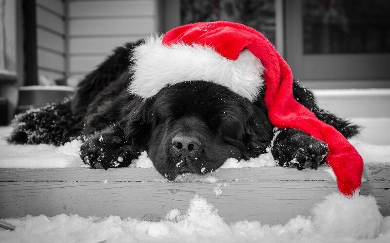 Black Dog in Snow — Red, Peaceful