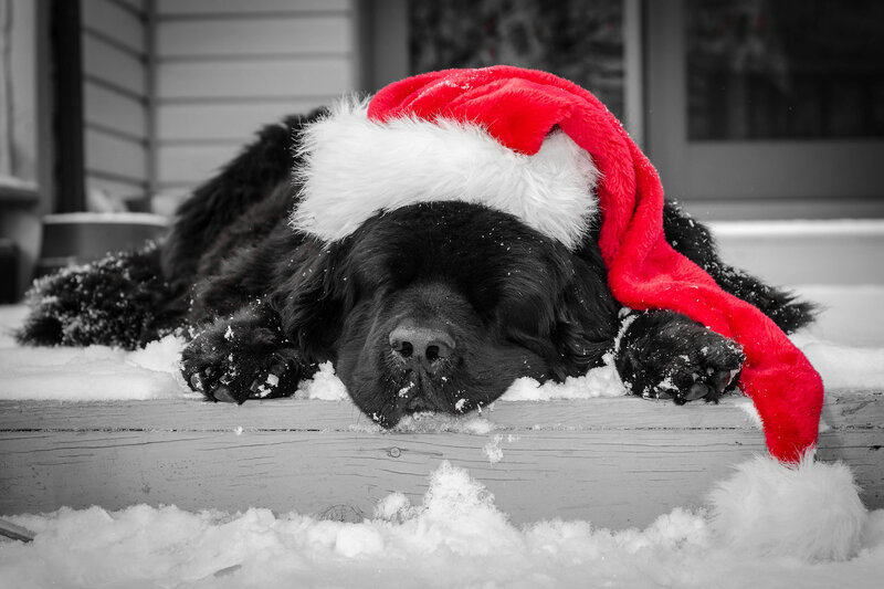 Black Dog in Snow — Red