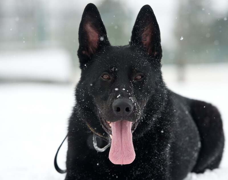 black dog in snow
