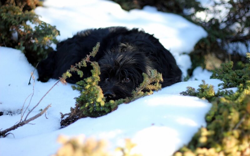Black Dog in Snow — White, Calm