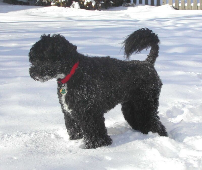 Black Dog in Snow — White, Calm, Winter