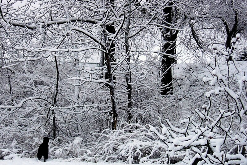 Black Dog in Snow — White, Cold