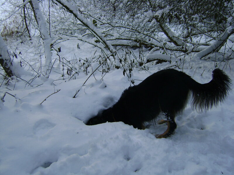 Black Dog in Snow — White, Cold, Winter, Photograph