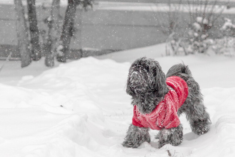 Black Dog in Snow — White, Cold, Winter, Photograph, Trees
