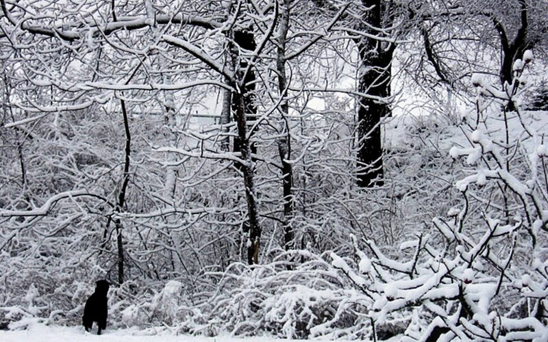 Black Dog in Snow — White, Cold, Winter