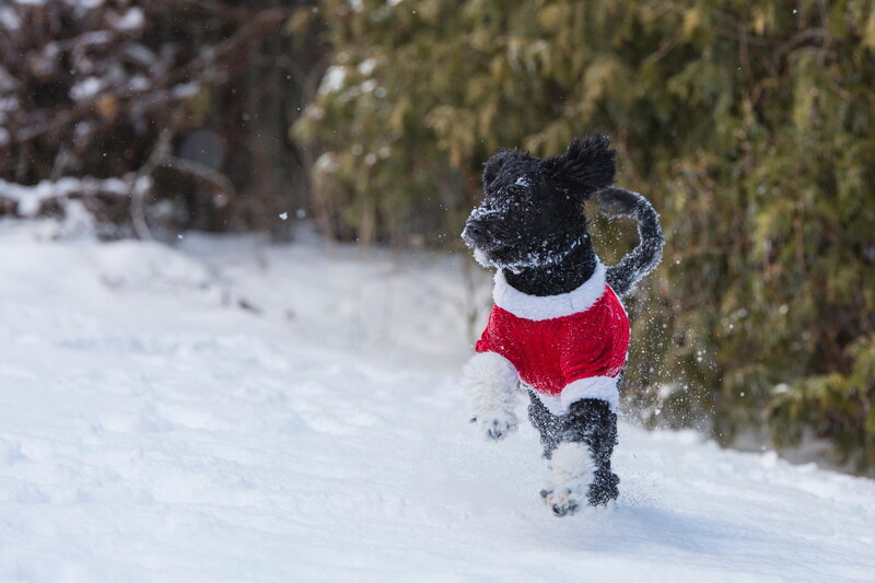 Black Dog in Snow — White, Playful
