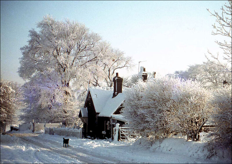 Black Dog in Snow — White, Serene