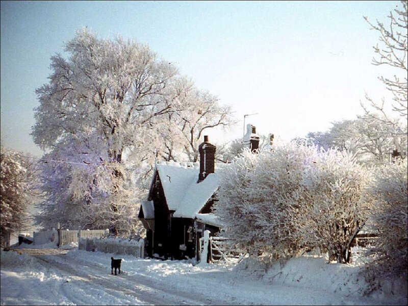 Black Dog in Snow — White, Serene, Winter, Photograph, House