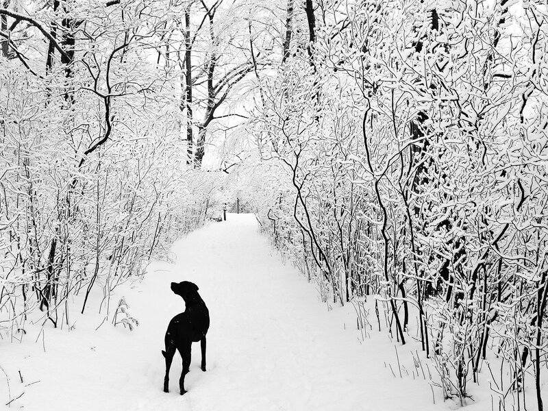 Black Dog in Snow — White, Serene, Winter