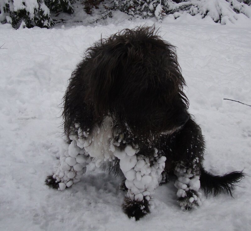 Black Dog in Snow — White