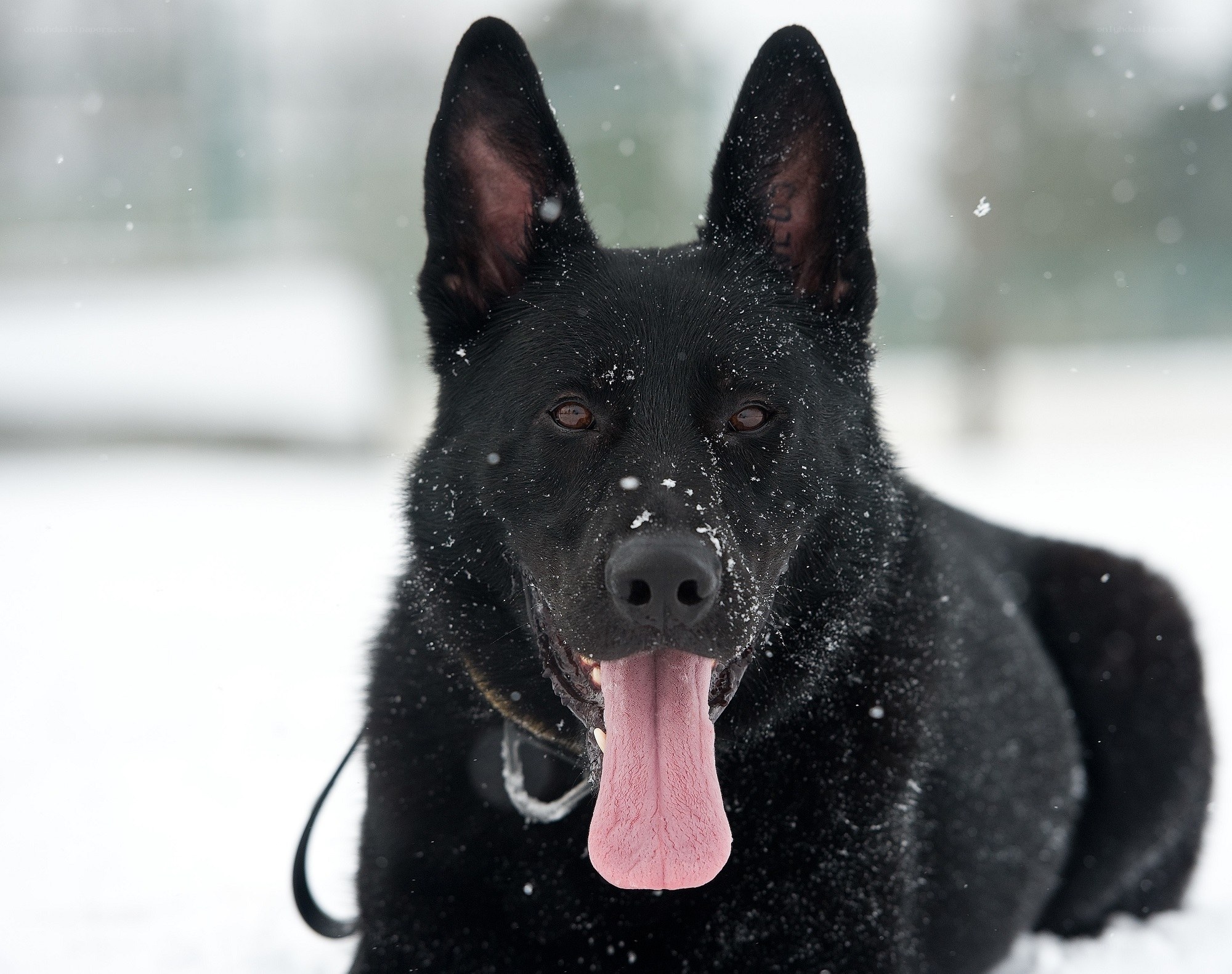 black dog in snow