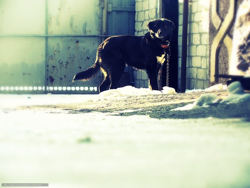 black dog in snowy alley