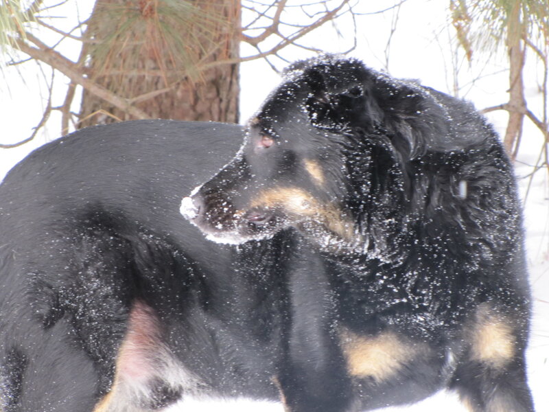 black dog in snowy forest