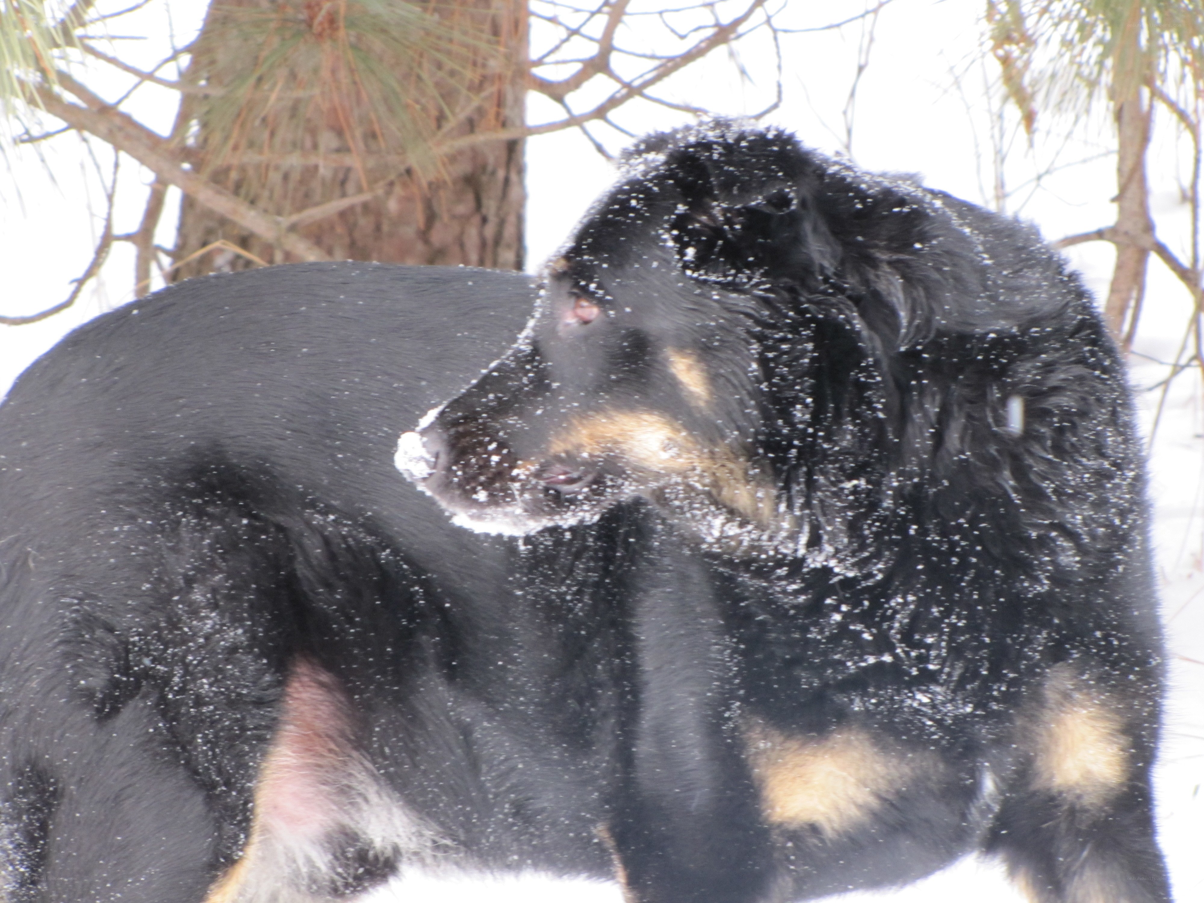 black dog in snowy forest