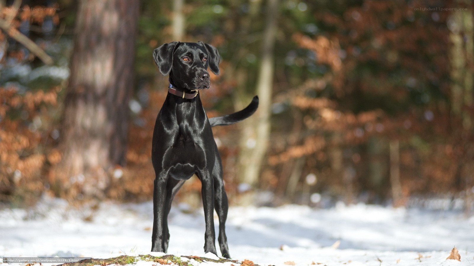black dog in snowy forest