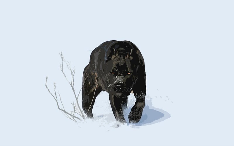 black dog in snowy landscape