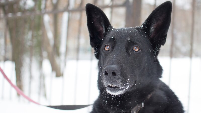 black dog in snowy park
