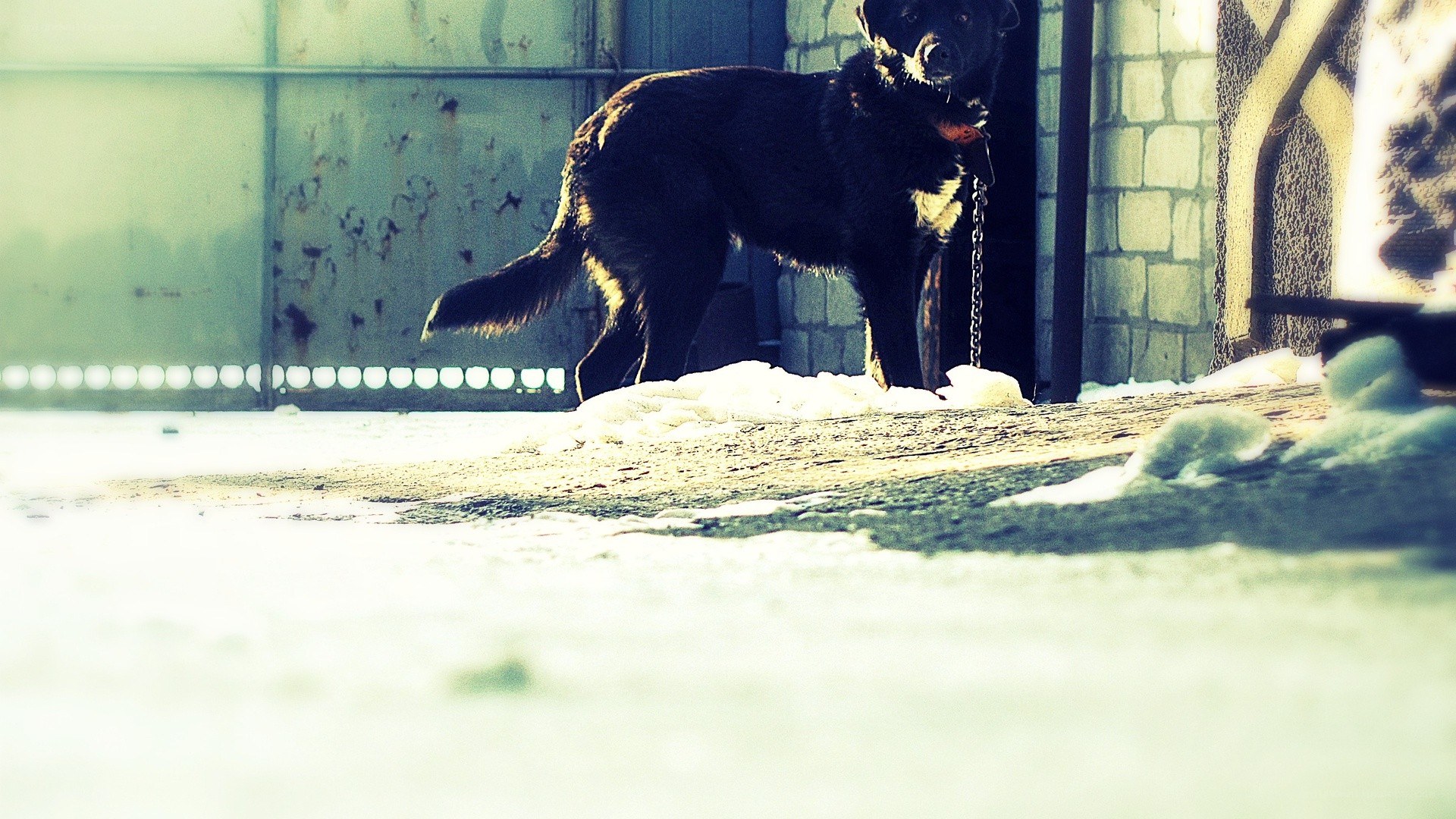 black dog in snowy yard