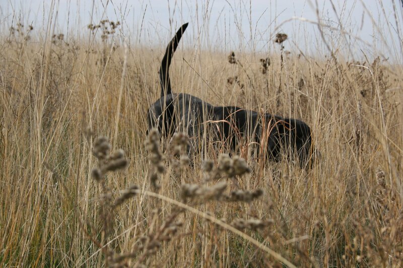 black dog in tall grass