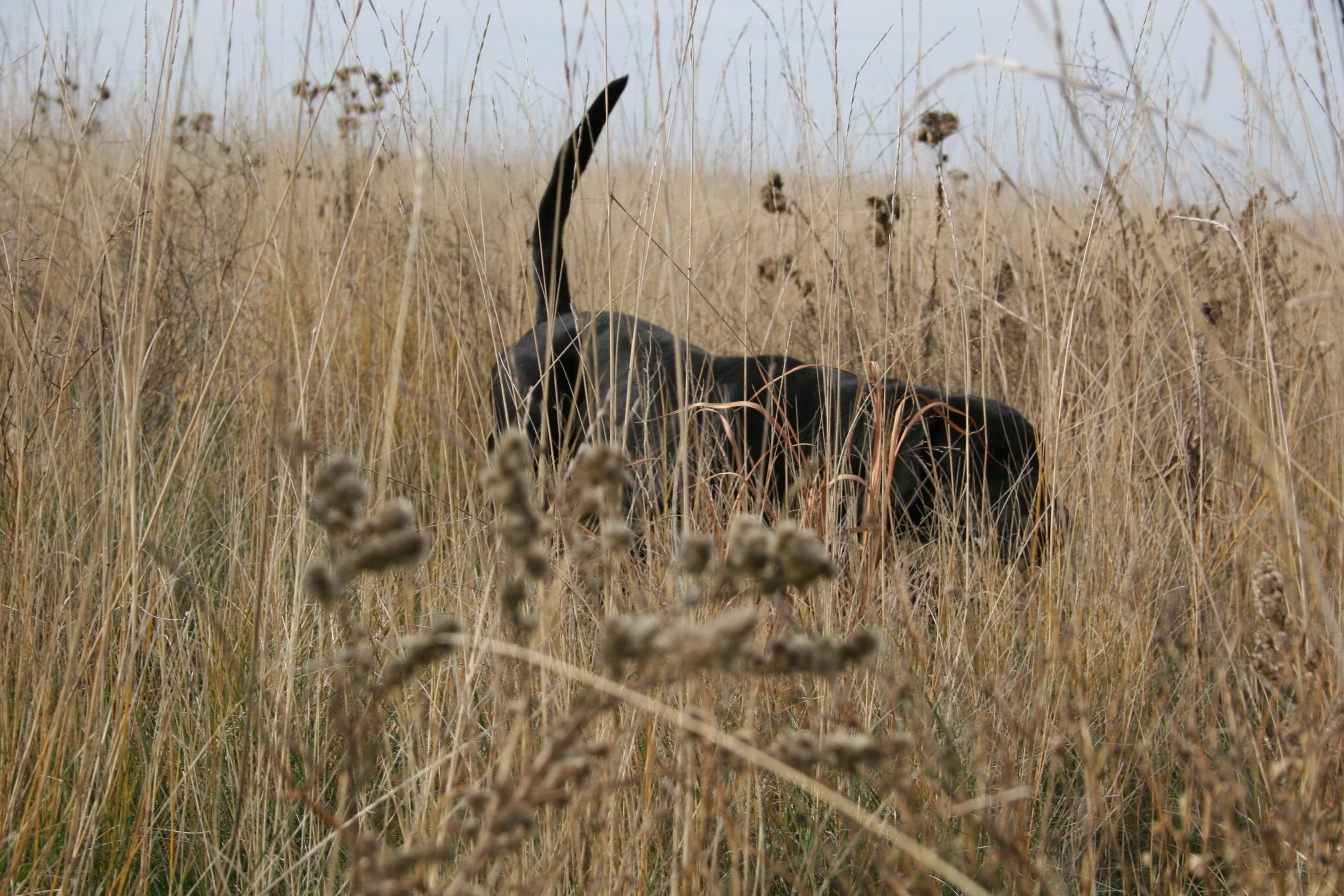 black dog in tall grass