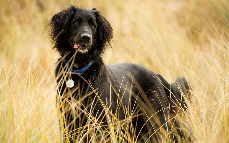 Black Dog in Tall Grass — Calm