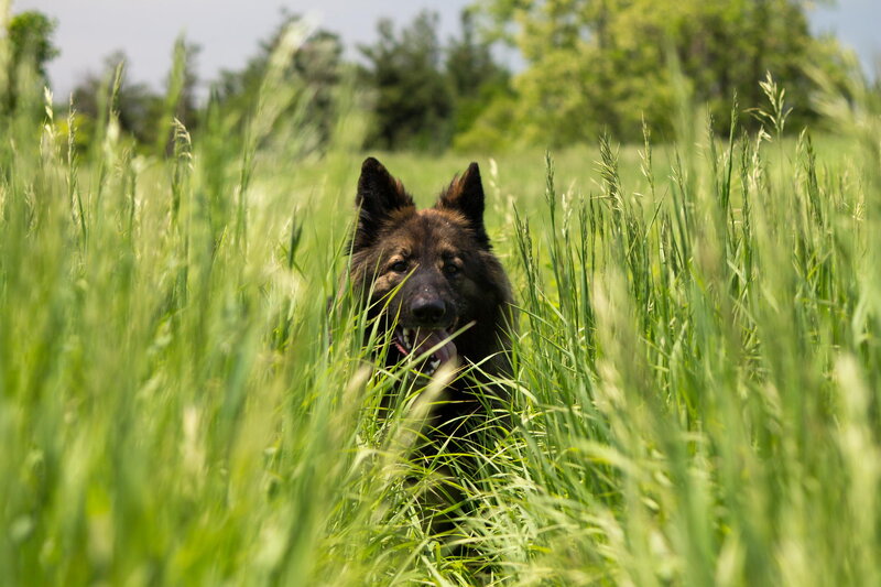 Black Dog in Tall Grass — Green