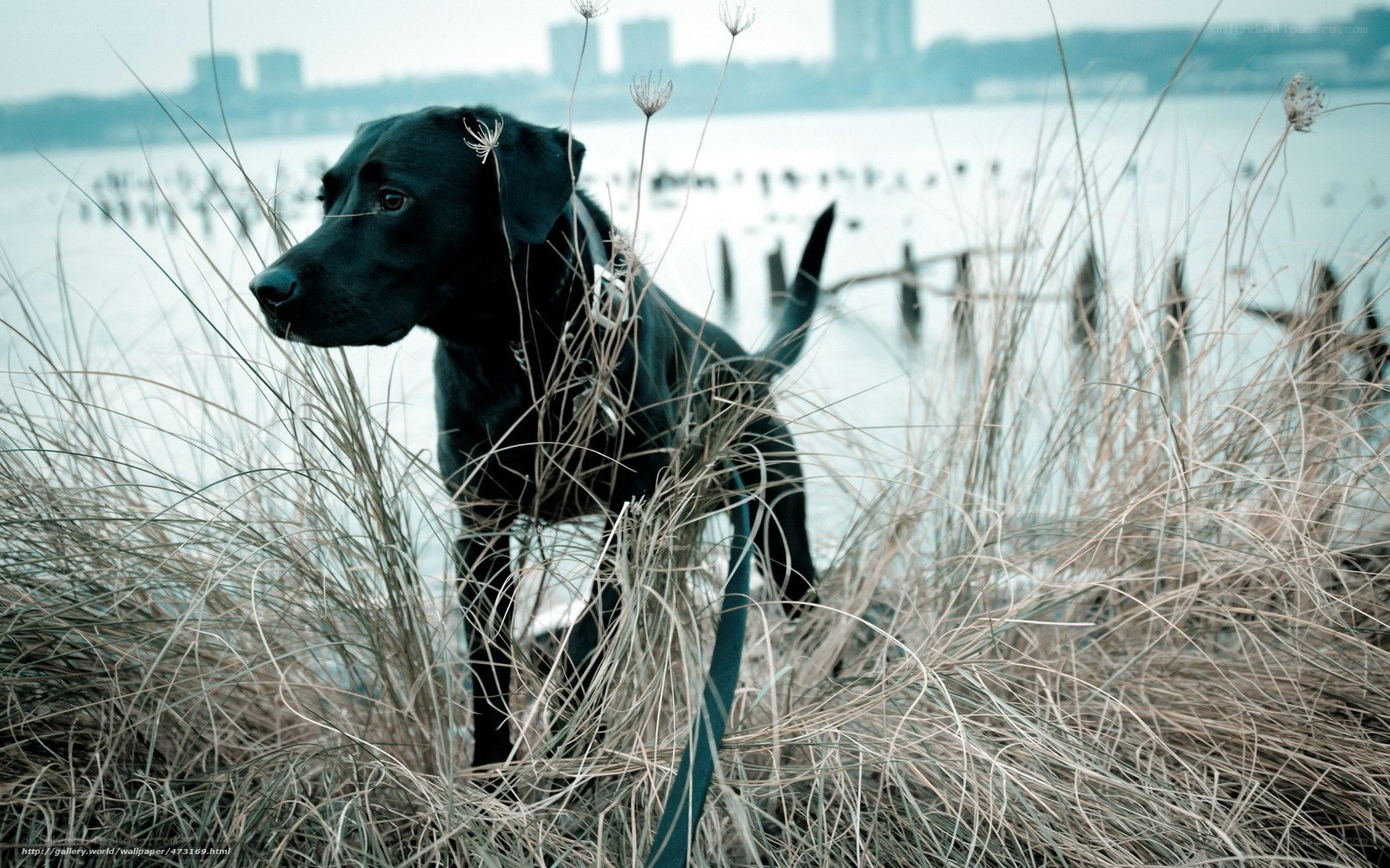 Black dog in tall grass