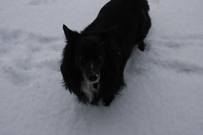 black dog in the snow