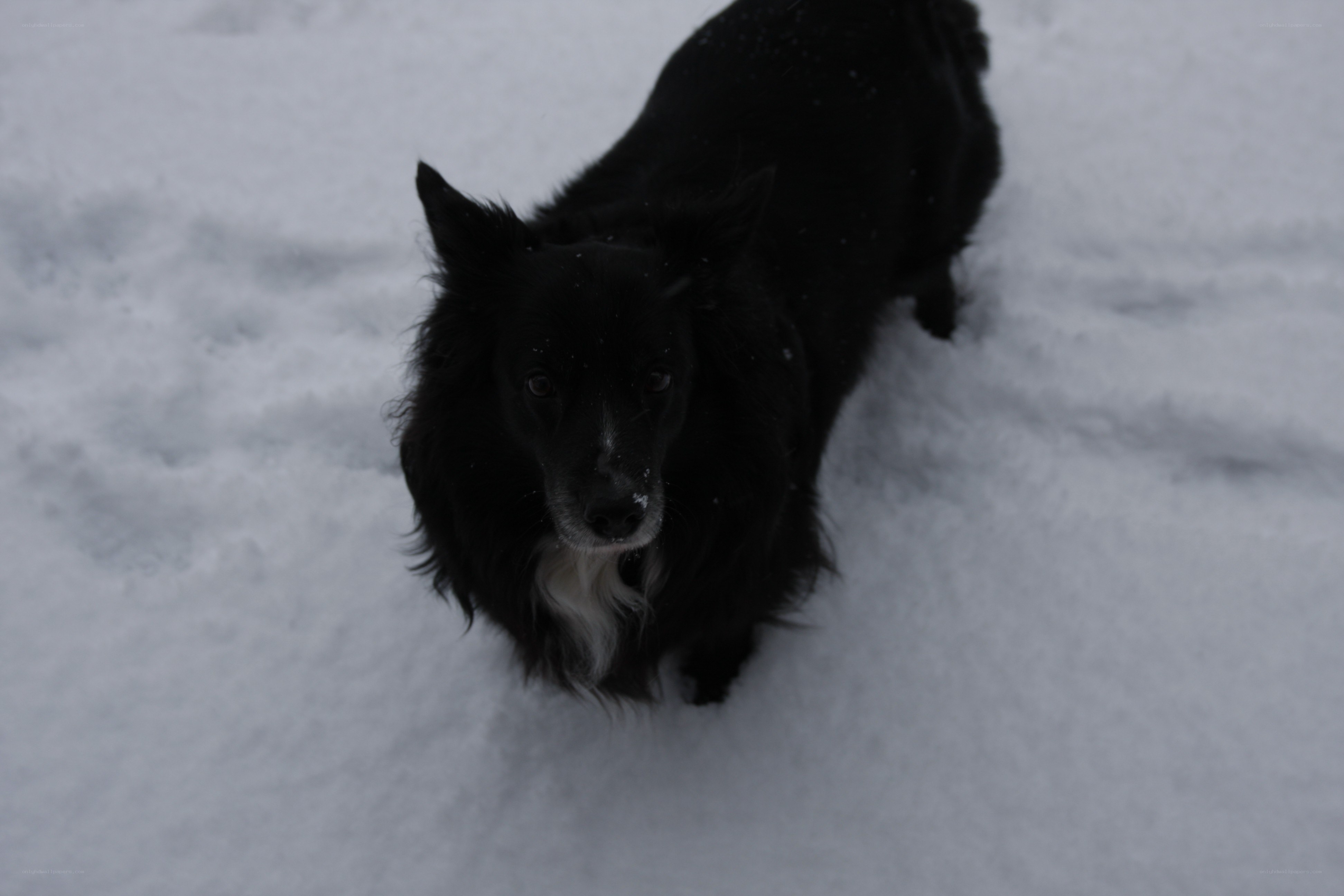black dog in the snow