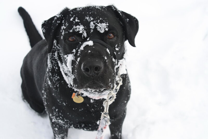 Black dog in the snow