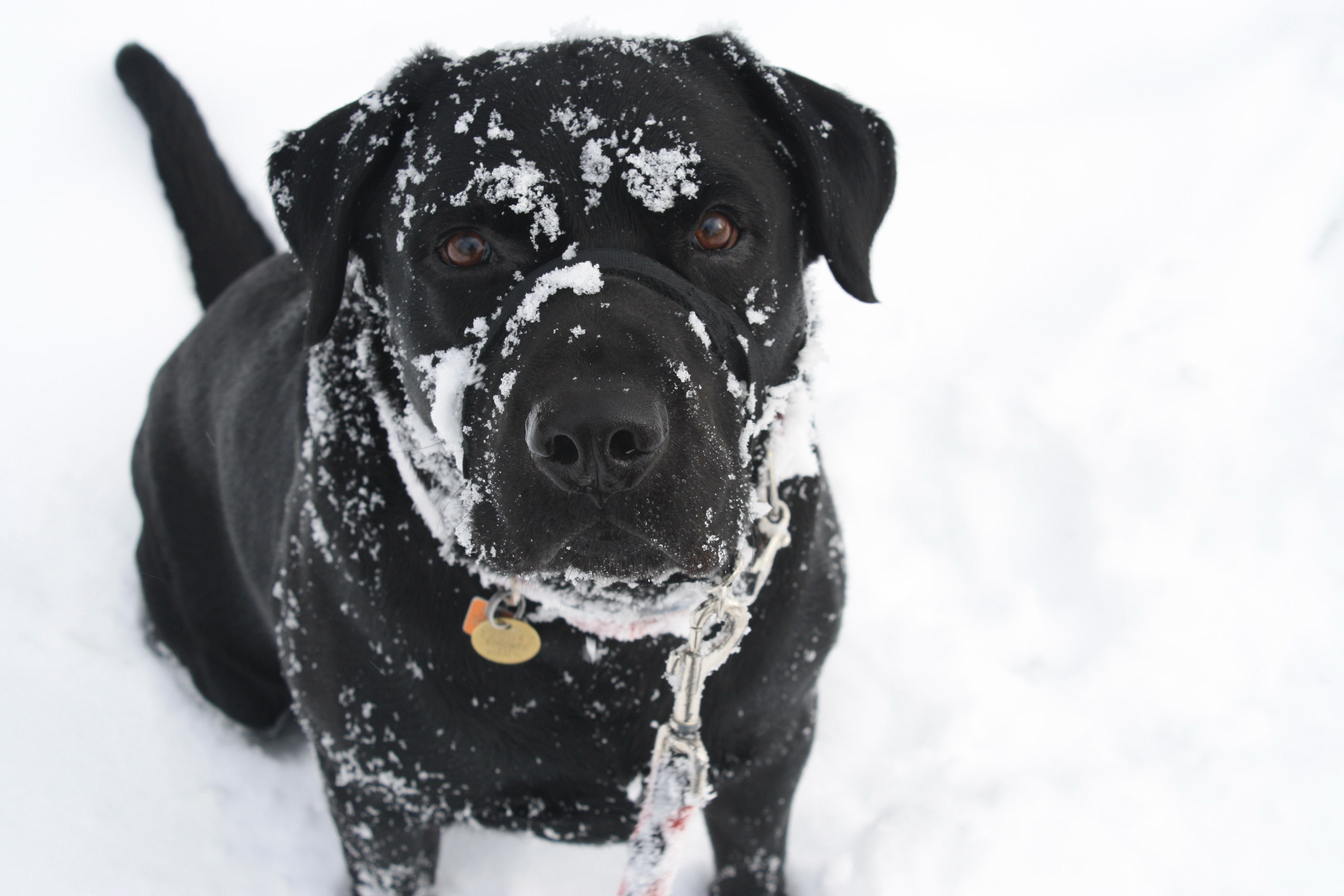 Black dog in the snow
