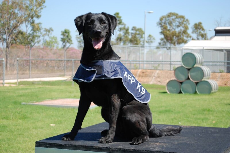 Black Dog in Vest
