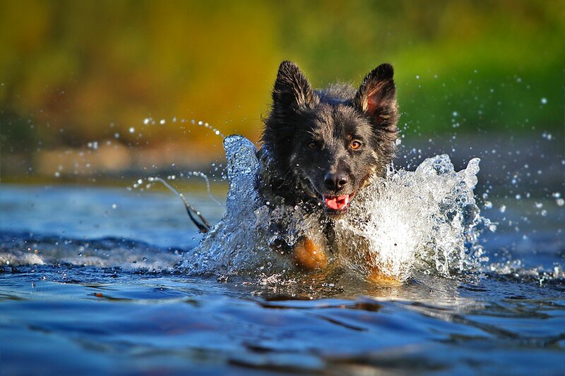 Black Dog in Water — Blue