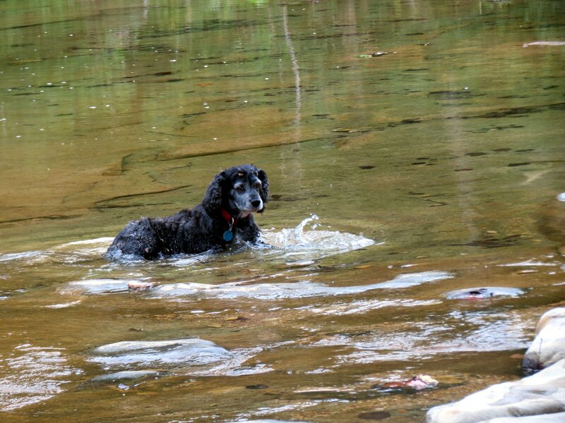 Black Dog in Water — Brown