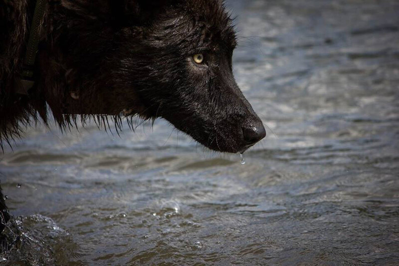 Black Dog in Water — Calm