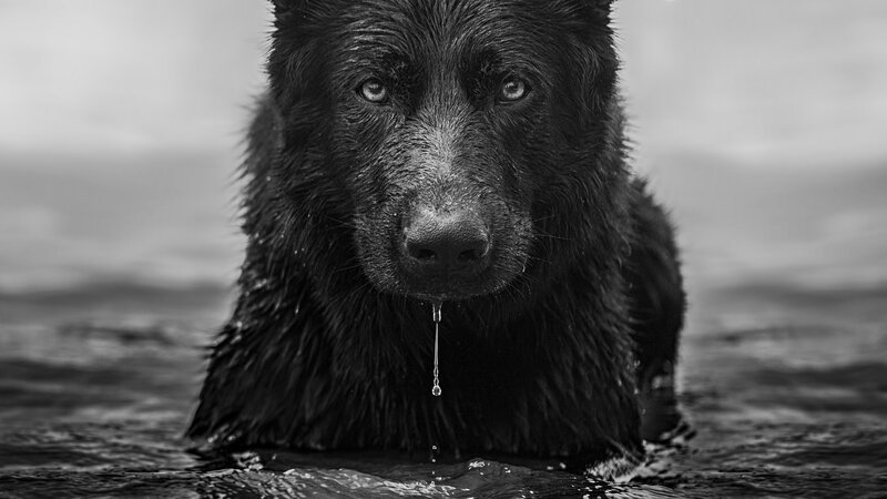 Black Dog in Water — Dramatic