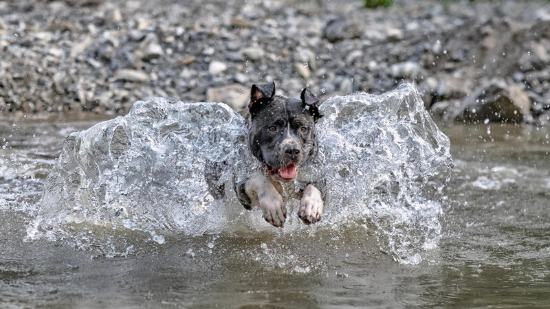 Black Dog in Water — Gray