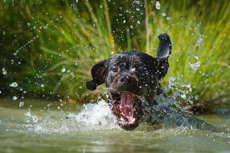 Black Dog in Water — Green