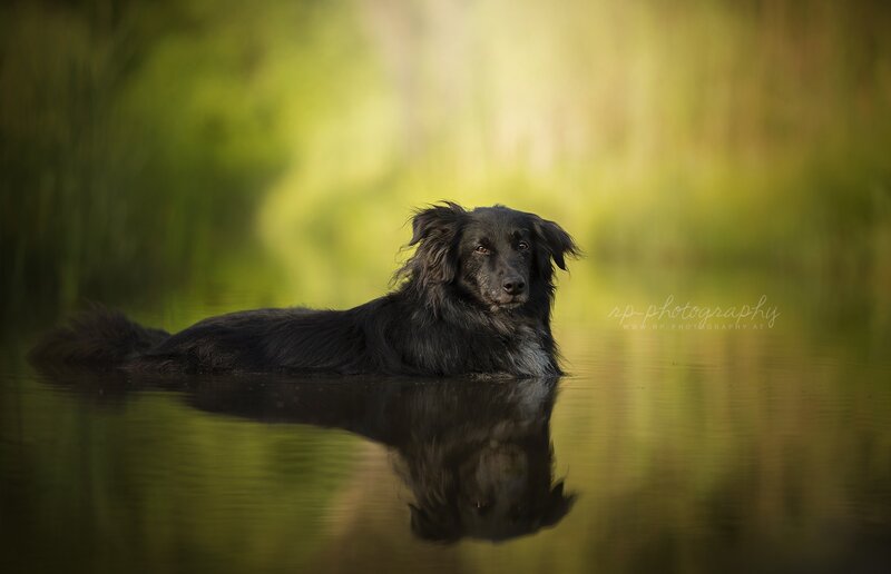 Black Dog in Water — Serene